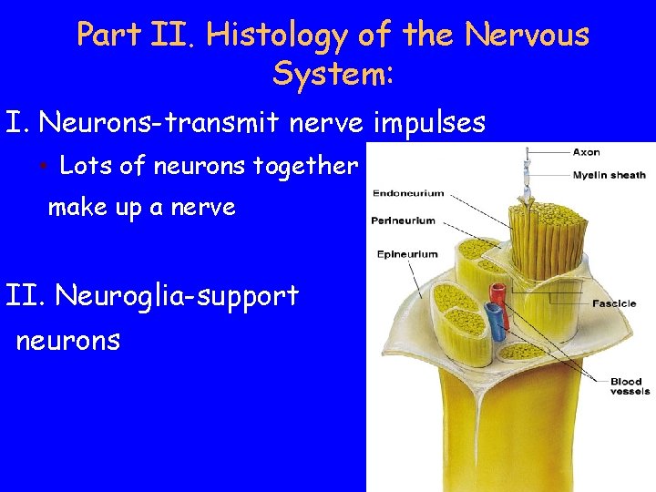 Part II. Histology of the Nervous System: I. Neurons-transmit nerve impulses • Lots of Part II. Histology of the Nervous System: I. Neurons-transmit nerve impulses • Lots of