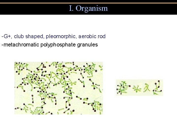 I. Organism -G+, club shaped, pleomorphic, aerobic rod -metachromatic polyphosphate granules 