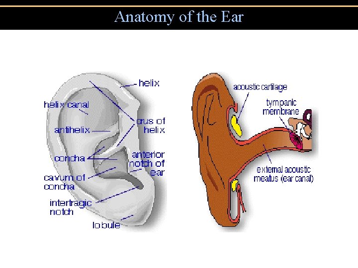 Anatomy of the Ear 