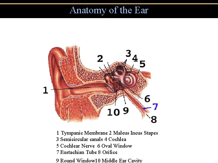 Anatomy of the Ear 1 Tympanic Membrane 2 Maleus Incus Stapes 3 Semicircular canals