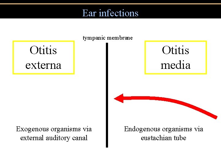 Ear infections tympanic membrane Otitis externa Exogenous organisms via external auditory canal Otitis media