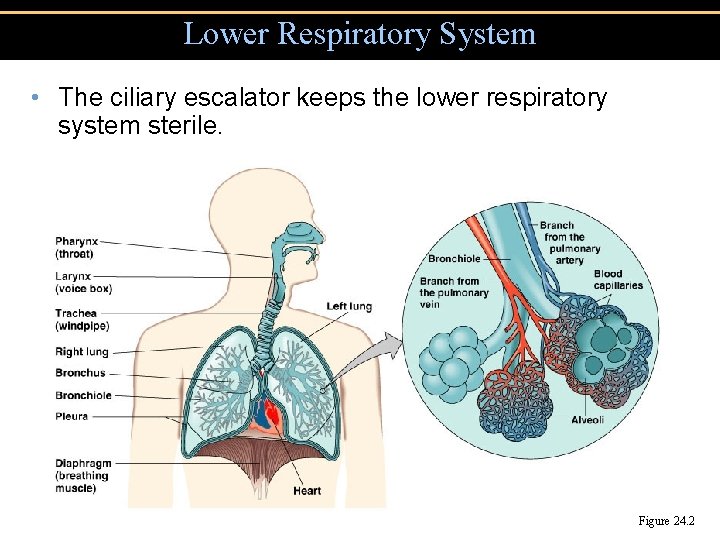 Lower Respiratory System • The ciliary escalator keeps the lower respiratory system sterile. Figure
