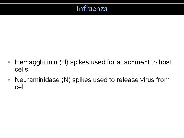 Influenza • Hemagglutinin (H) spikes used for attachment to host cells • Neuraminidase (N)