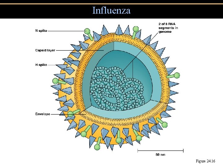 Influenza Figure 24. 16 