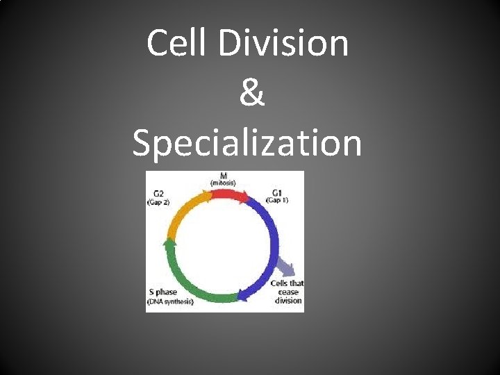 Cell Division & Specialization 