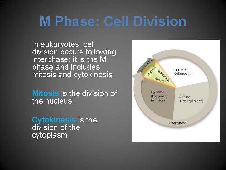 M Phase: Cell Division In eukaryotes, cell division occurs following interphase: it is the