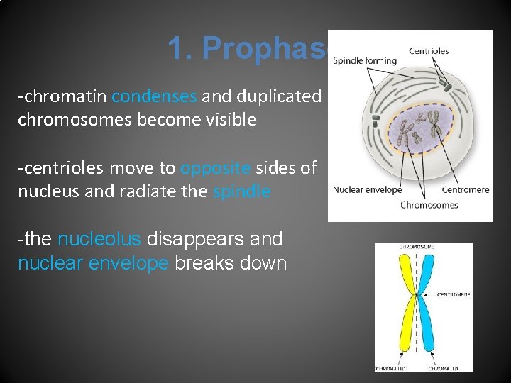 1. Prophase -chromatin condenses and duplicated chromosomes become visible -centrioles move to opposite sides