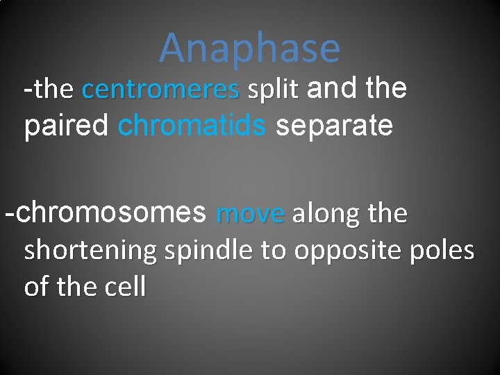 Anaphase -the centromeres split and the paired chromatids separate -chromosomes move along the shortening