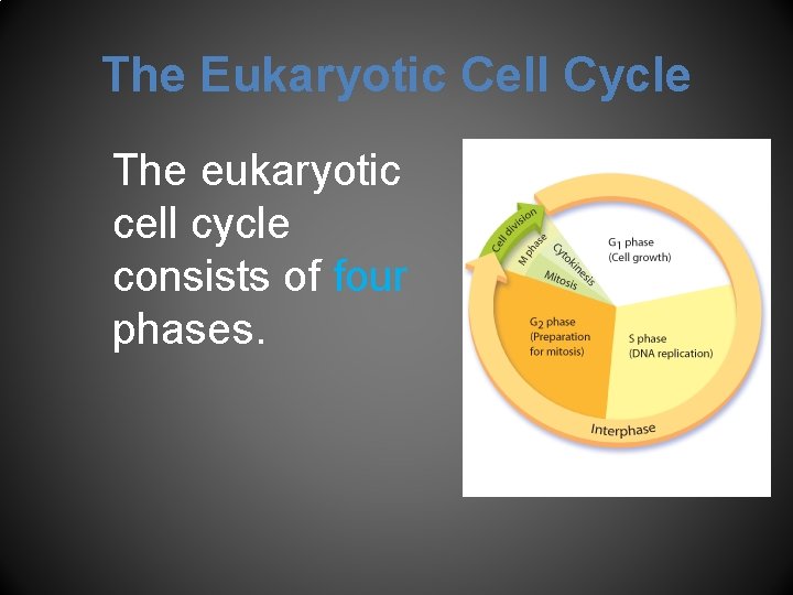 The Eukaryotic Cell Cycle The eukaryotic cell cycle consists of four phases. 