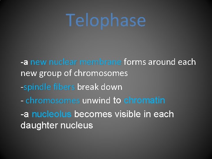 Telophase -a new nuclear membrane forms around each new group of chromosomes -spindle fibers