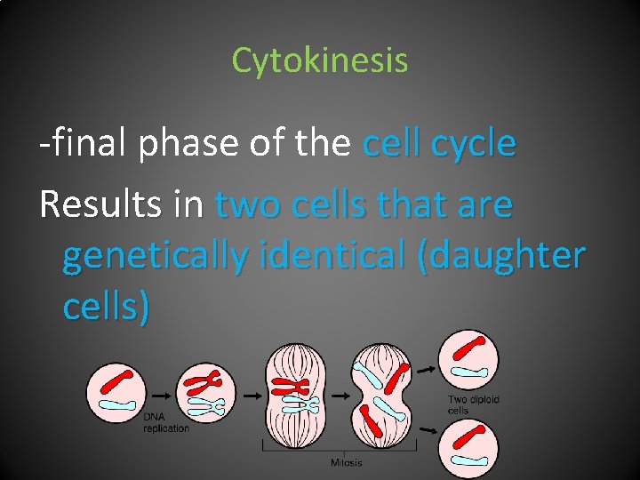 Cytokinesis -final phase of the cell cycle Results in two cells that are genetically