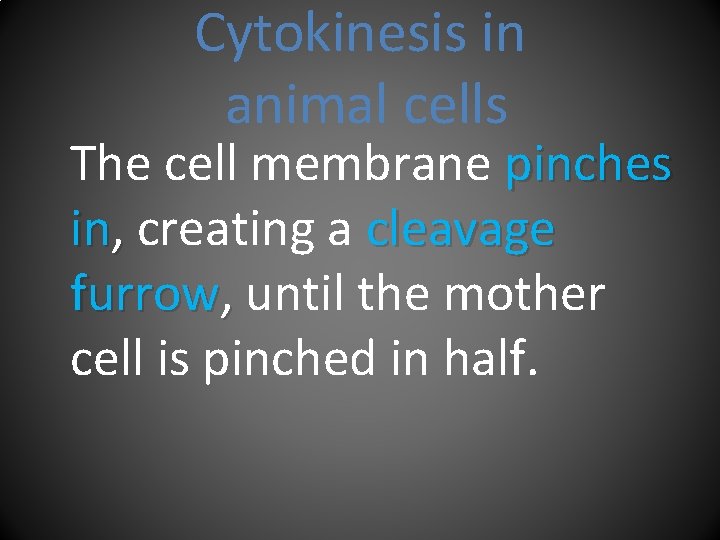 Cytokinesis in animal cells The cell membrane pinches in, creating a cleavage furrow, until
