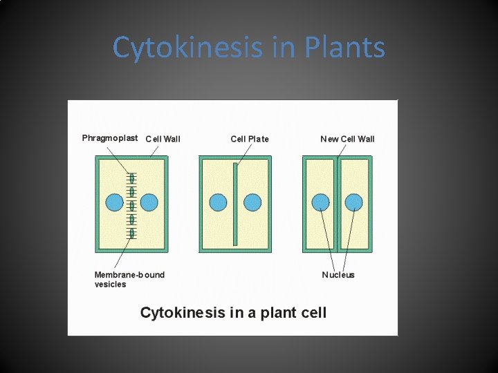 Cytokinesis in Plants 