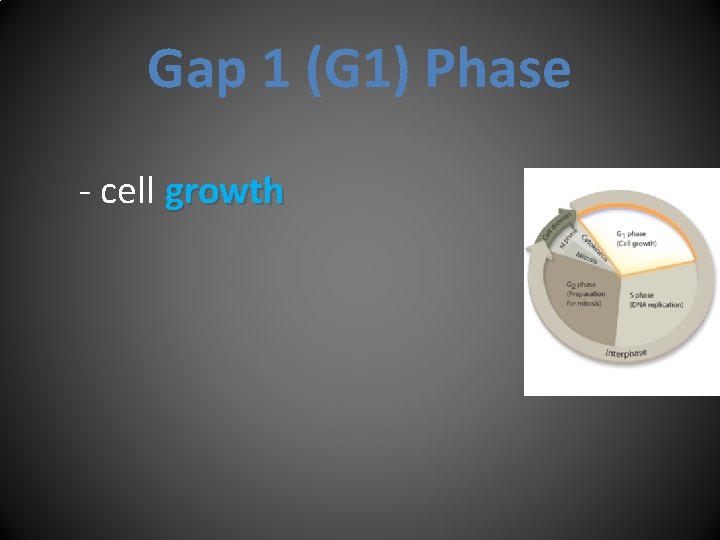 Gap 1 (G 1) Phase - cell growth 