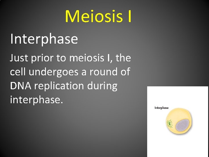 Meiosis I Interphase Just prior to meiosis I, the cell undergoes a round of