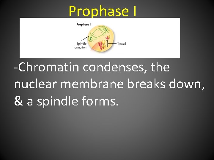 Prophase I -Chromatin condenses, the nuclear membrane breaks down, & a spindle forms. 