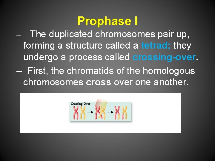 Prophase I The duplicated chromosomes pair up, forming a structure called a tetrad; they