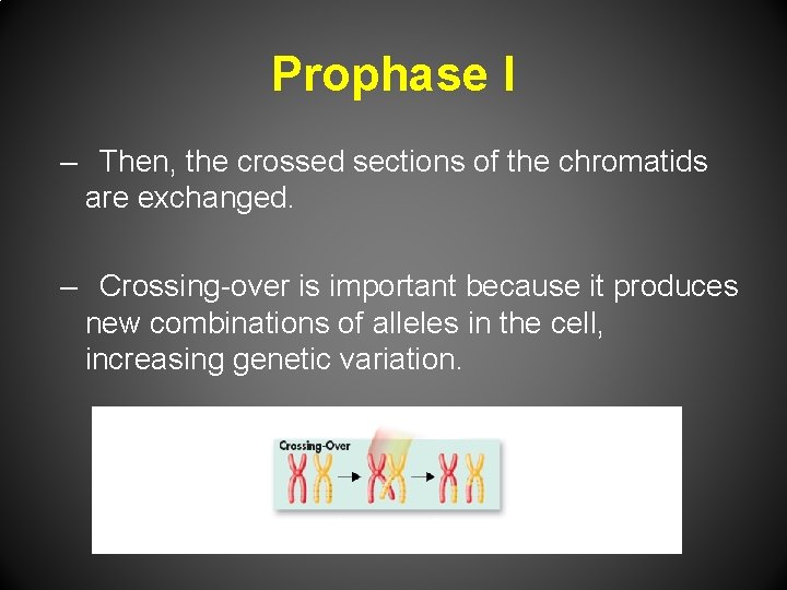 Prophase I – Then, the crossed sections of the chromatids are exchanged. – Crossing-over