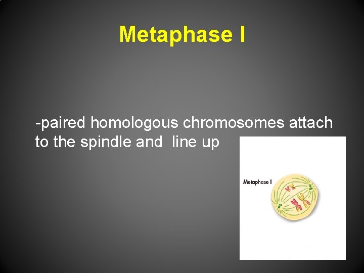 Metaphase I -paired homologous chromosomes attach to the spindle and line up 