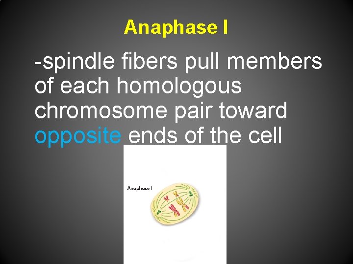 Anaphase I -spindle fibers pull members of each homologous chromosome pair toward opposite ends