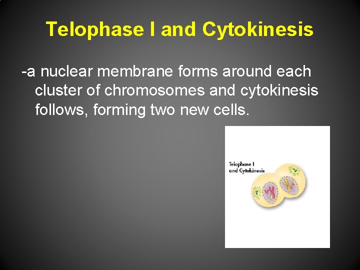 Telophase I and Cytokinesis -a nuclear membrane forms around each cluster of chromosomes and