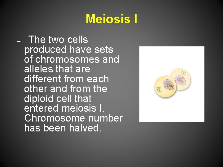 Meiosis I – – The two cells produced have sets of chromosomes and alleles