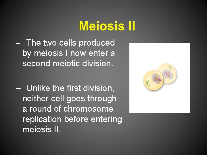 Meiosis II – The two cells produced by meiosis I now enter a second