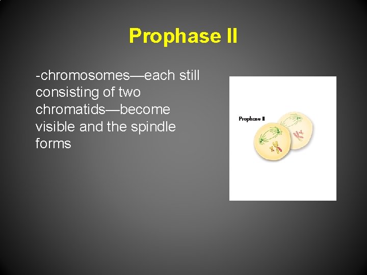 Prophase II -chromosomes—each still consisting of two chromatids—become visible and the spindle forms 