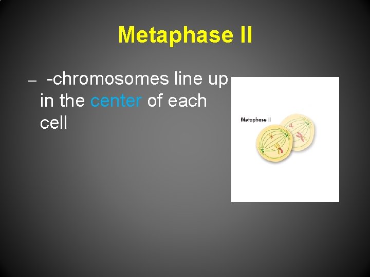 Metaphase II – -chromosomes line up in the center of each cell 