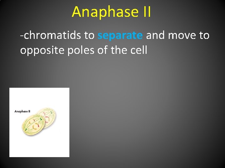 Anaphase II -chromatids to separate and move to opposite poles of the cell 