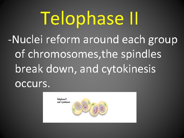 Telophase II -Nuclei reform around each group of chromosomes, the spindles break down, and