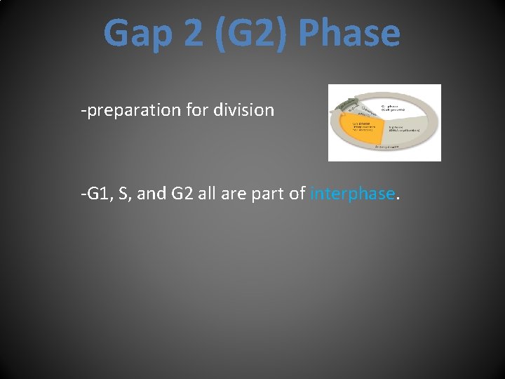 Gap 2 (G 2) Phase -preparation for division -G 1, S, and G 2