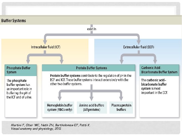 Martini F, Ober WC, Nath JN, Bartholomew EF, Petti K. Visual anatomy and physiology,