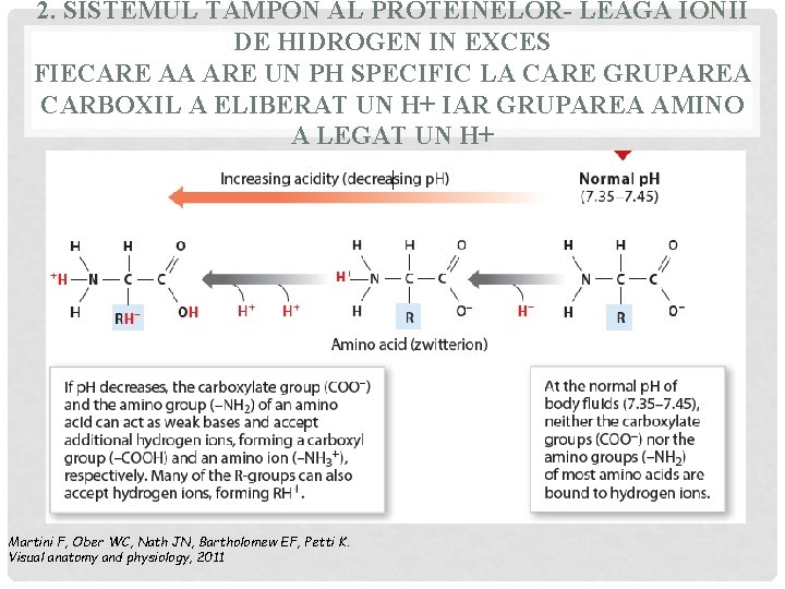 2. SISTEMUL TAMPON AL PROTEINELOR- LEAGA IONII DE HIDROGEN IN EXCES FIECARE AA ARE