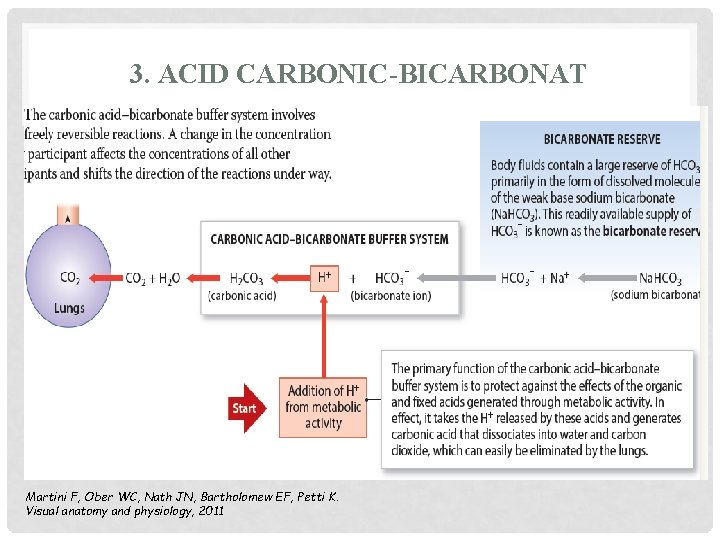 3. ACID CARBONIC-BICARBONAT Martini F, Ober WC, Nath JN, Bartholomew EF, Petti K. Visual