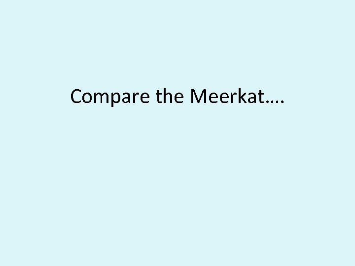 Compare the Meerkat…. 