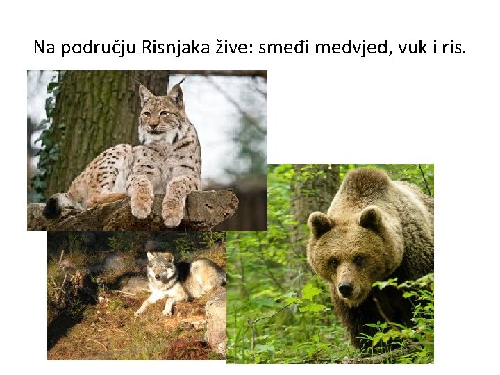 Na području Risnjaka žive: smeđi medvjed, vuk i ris. 