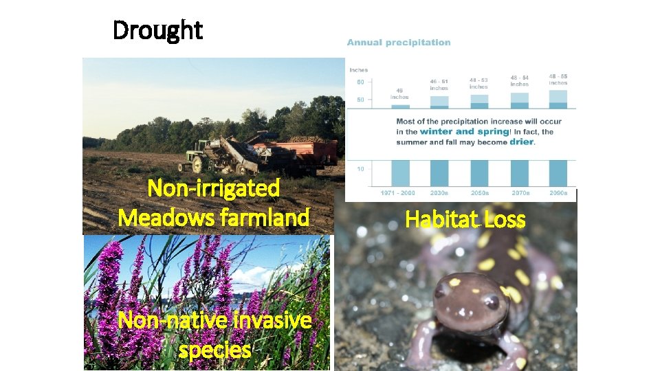 Drought Non-irrigated Meadows farmland Non-native invasive species Habitat Loss 