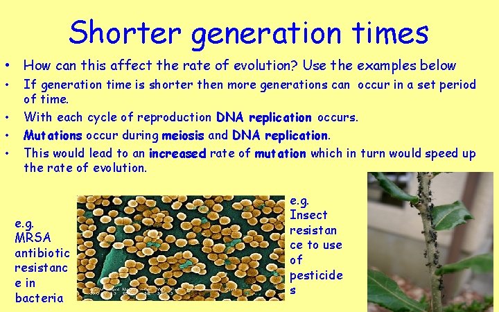 Shorter generation times • How can this affect the rate of evolution? Use the