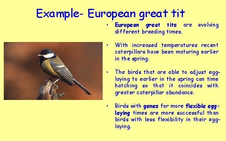 Example- European great tit • European great tits are different breeding times. evolving •