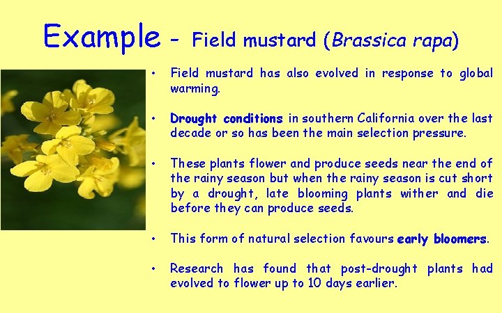 Example - Field mustard (Brassica rapa) • Field mustard has also evolved in response