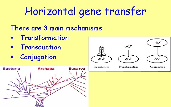 Horizontal gene transfer There are 3 main mechanisms: § Transformation § Transduction § Conjugation
