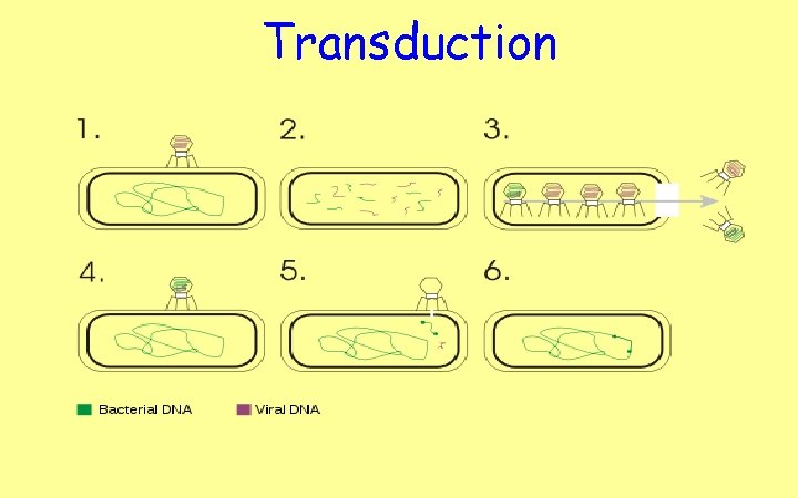 Transduction 