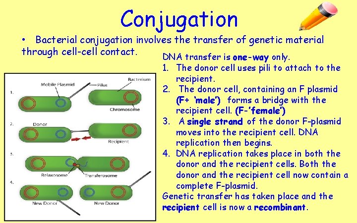 Conjugation • Bacterial conjugation involves the transfer of genetic material through cell-cell contact. DNA