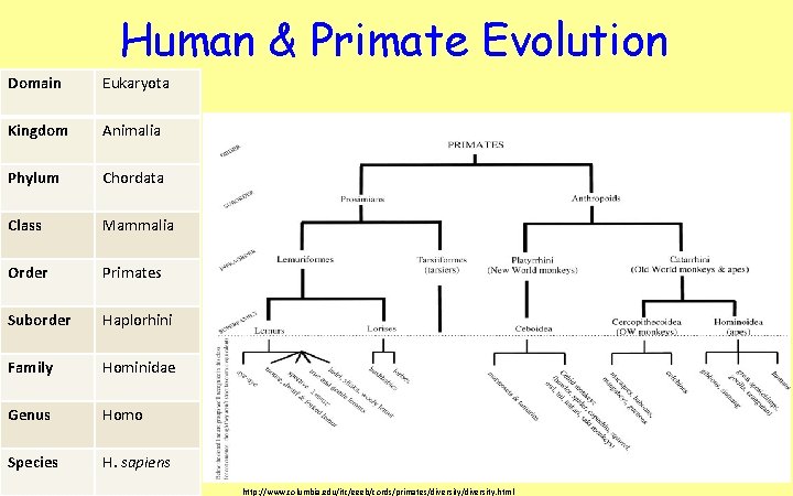 Human & Primate Evolution Domain Eukaryota Kingdom Animalia Phylum Chordata Class Mammalia Order Primates