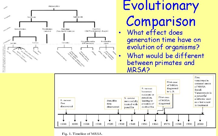 Evolutionary Comparison • What effect does generation time have on evolution of organisms? •