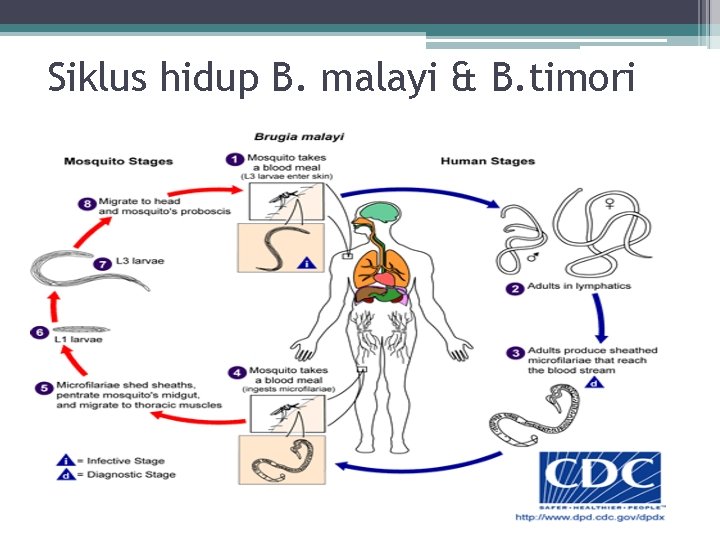 Kingdom Animalia Nematoda 1 Nemathelminthes Terbanyak 15 000