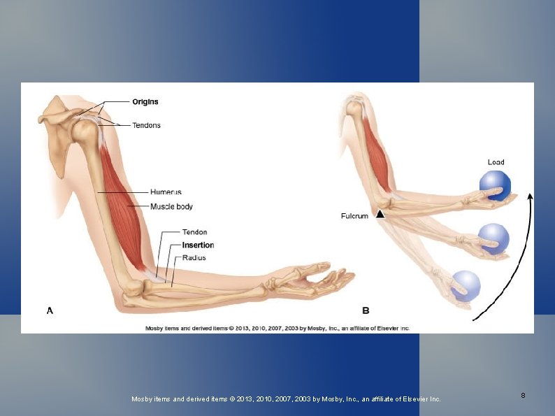 Anatomy Physiology Chapter 11 Anatomy of the Muscular
