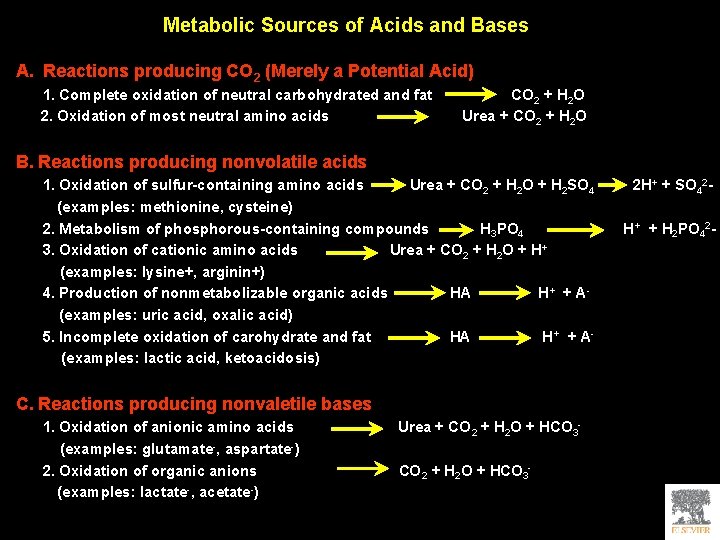 Metabolic Sources of Acids and Bases A. Reactions producing CO 2 (Merely a Potential