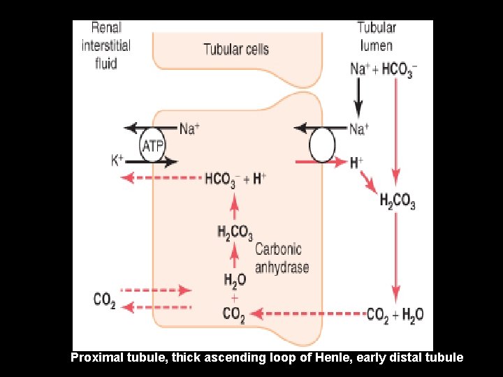 Proximal tubule, thick ascending loop of Henle, early distal tubule 